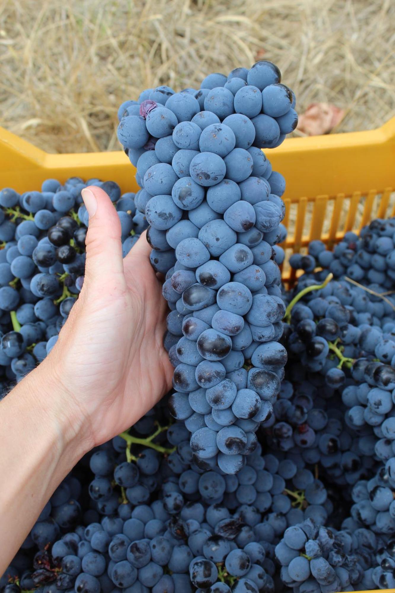 Azienda Agricola Fabbrica Di San Martino 루카 외부 사진